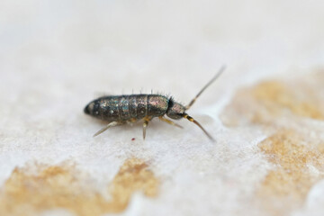 Closeup on a small iridescent colored springtail species in the 