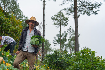 A happy farmer shows his crop of organic cabbage in the field.