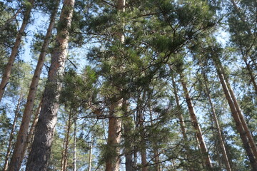 Fototapeta premium Pine branches on the background of a pine forest