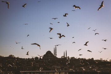 A lot of seagulls in the sunset. Birds background.