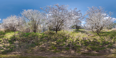 full seamless spherical hdri 360 panorama view in cherry blooming garden with  in equirectangular...