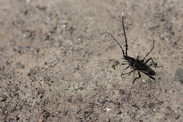Big black beetle with long whiskers sitting on the ground. High quality photo
