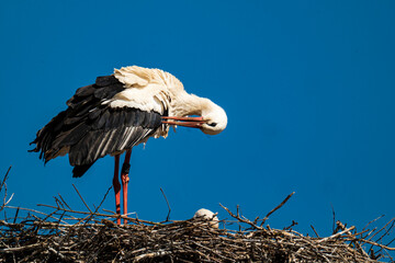 Stork cleans its plumage in the nest