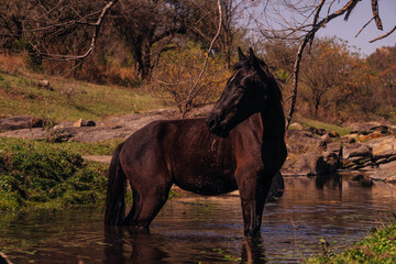 Horse looking away while drinking water from the river in the nature