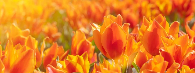 Fototapeten Panoramablick auf die Landschaft des orangefarbenen, wunderschönen blühenden Tulpenfeldes in Holland Niederlande im Frühling, beleuchtet von der Sonne - Nahaufnahme von Tulpis-Blumen-Backgrund-Banner-Panorama © Corri Seizinger