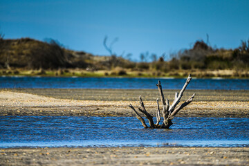 Driftwood in lagoon on barrier island

