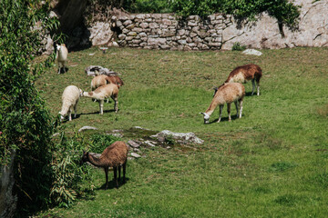 Group of brownish llamas walking and eating grass on a lush green field surrounded with stone walls