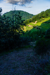 Ensoleillement du vignoble, vallée de l'Alagnon, Palhàs de Molompize, Cantal, Auvergne-Rhône-Alpes, France