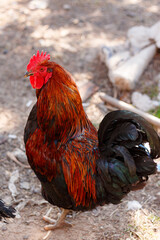 bright colorful rooster