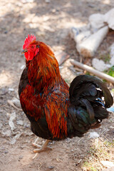 bright colorful rooster