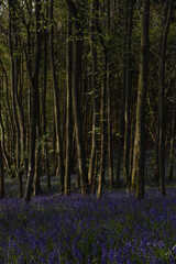 Fototapeta premium a forest filled with bluebells on Walton hill in Stourbridge