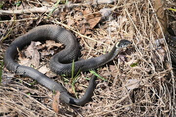 A snake, a large snake in the spring forest, in dry grass in its natural habitat, basking in the sun.