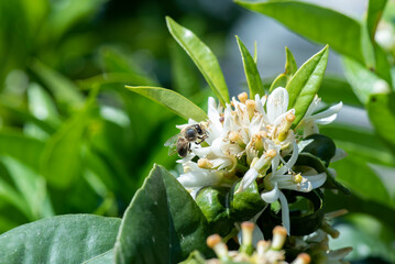 Fototapeta premium Azahar, flores de naranjo con abeja polenizando, sacando polen para fabricar miel, polen y propoleo
