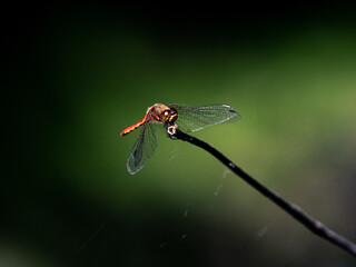 Closeup of an autumn darter dragonfly (sympetrum frequens) on a twig in Yoyogi Park, Tokyo