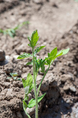 planta de tomate de cerca, creciendo, acabada de plantar