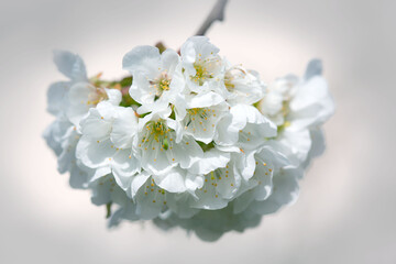Macro shot of white cherry flowers isolated on gray background.
