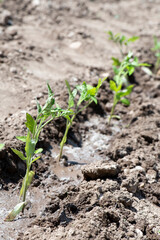 plantas de tomate recién plantadas, tomateras recién regadas en surco creciendo