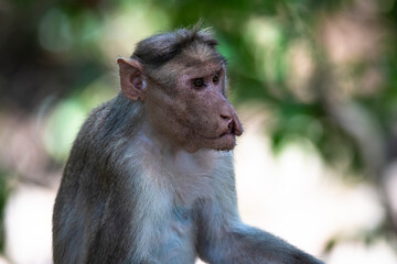 Bonnet macaque - injured Monkey sitting in a forest