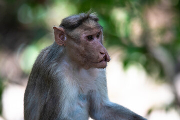 Fototapeta premium Bonnet macaque - injured Monkey sitting in a forest