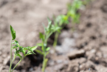 Hilera de tomatera recién plantadas, primera enfocada con macro, de cerca