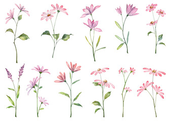 Fototapeta na wymiar Set of cute small spring flowers isolated on white background. Floral hand painted collection. Watercolor clip art illustrations for greeting card and design templates
