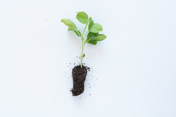 Planta de albahaca pequeña