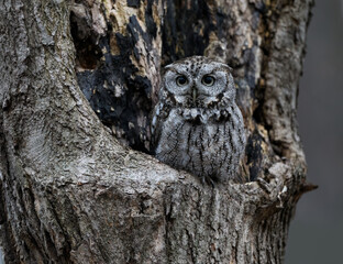Eastern Screech Owl  Sitting in a Tree Hole in Early Spring, Portrait