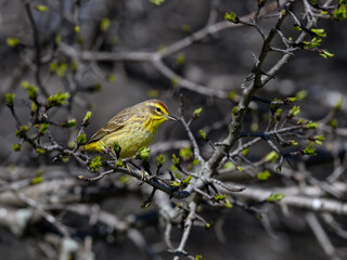 Palm Warbler perched on tree branch in spring on gray background
