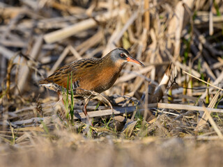 Virginia Rail  Closeup Portrait in Spring