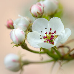 Macro shot of white pear blossom isolated on blur background.