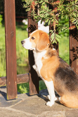 Young Beagle waiting calmly by a wooden fence for the arrival of his family, vertical shot.