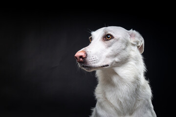 Fototapeta premium Portrait of a white dog, on an isolated black background.