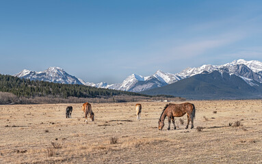 Horses graze in a pasture in the Rocky Mountain foothills located on the Stoney Indian Reserve,...