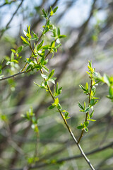 Spring new leaves, selective focus. Tree buds bloom on branch, close up. Germination of the first spring leaves.