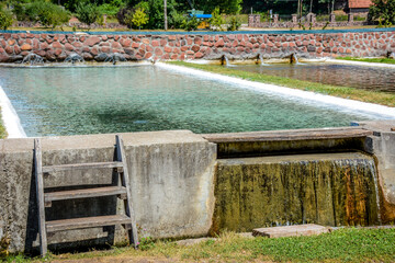 Fish pond with many spawn fish ready for production