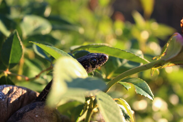 Closeup shot of a small python on a green bush