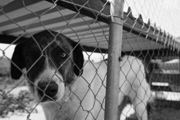Closeup grayscale of a dog looking straight at the camera from behind the net cage
