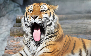 Naklejka premium tiger in the zoo