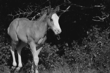 Foal horse in Texas brush of countryside on rural ranch.