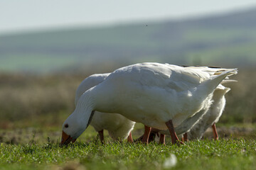 Closeup shot of geese foraging on a field