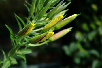 Close-up shot of an vening primrose (Oenothera), just before opening its flowers in the evening