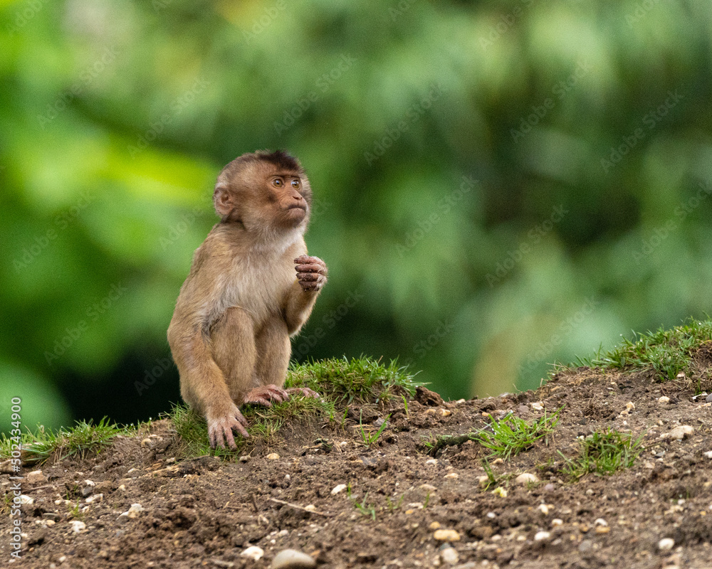 Poster Beautiful shot of a monkey on a tree