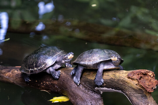 Closeup of two yellow-spotted river turtle