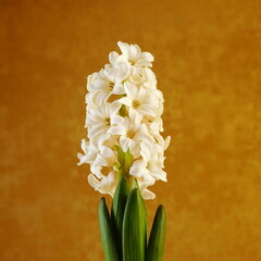 White hyacinth flower on a yellow background. Delicate, garden, spring flower.