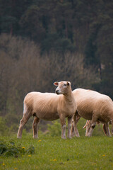 Sheep grazing in the British countryside.