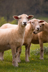Naklejka na ściany i meble Sheep grazing in the British countryside.