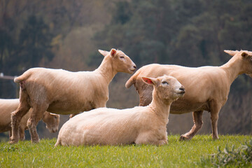 Obraz premium Sheep grazing in the British countryside.