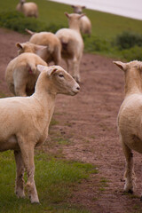 Sheep grazing in the British countryside.