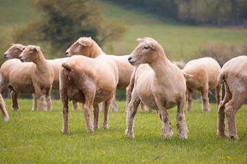 Naklejka na ściany i meble Sheep grazing in the British countryside.