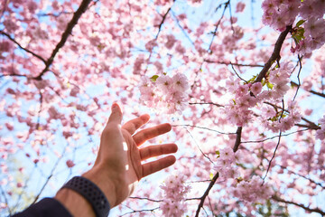 hand touch pink blossom on tree close up 